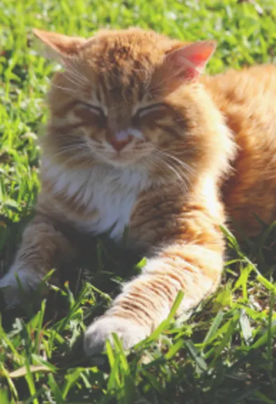 Cat laying in grass